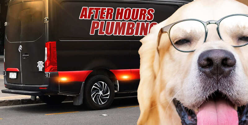 After Hours Plumbing dog (for Burst Pipes)